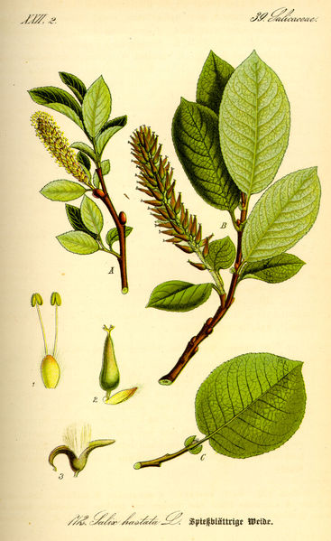 Salix hastata.jpg