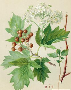 Image:Sorbus_torminalis_BR.jpg