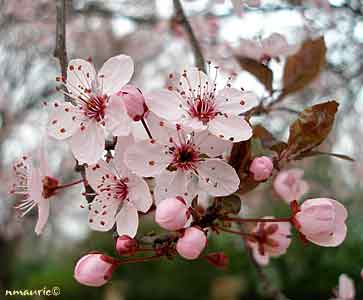 Image:Prunus_cerasifera.jpg