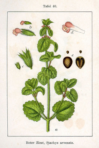 Stachys arvensis.jpg