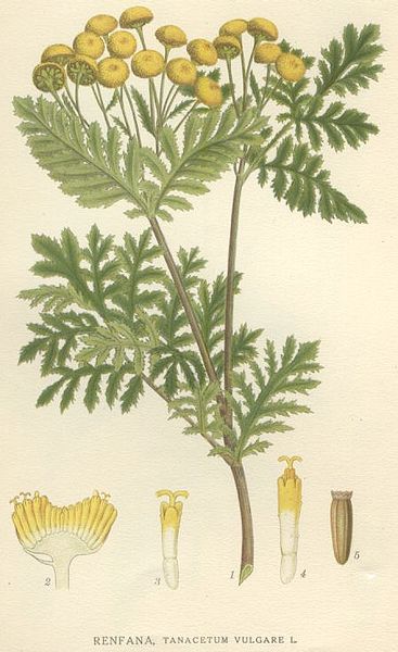 Image:Tanacetum_vulgare.jpg