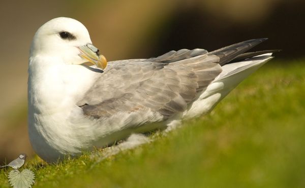 Fulmar boreal Fulmarus glacialis 3 Erwan Glemarec BR.JPG