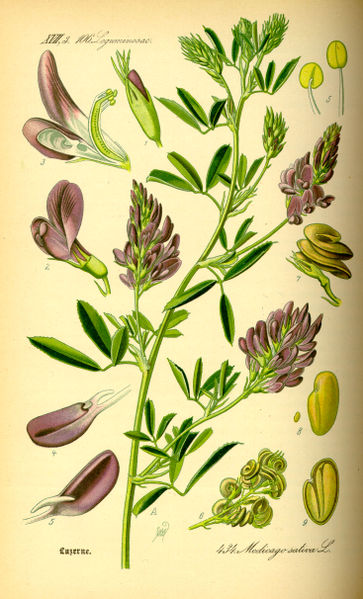 Image:Medicago_sativa.jpg