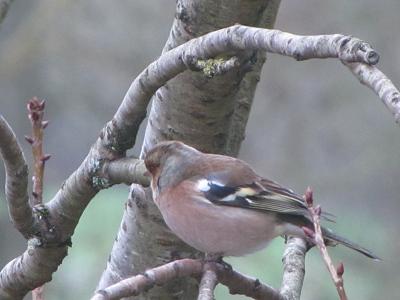 Pinson des arbres.jpg