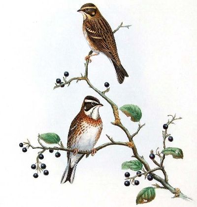 Bruant rustique Emberiza rustica.jpg