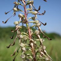 Orchis bouc Nicolas Macaire4225BR.JPG