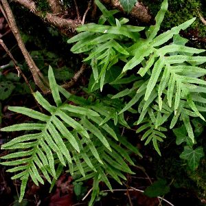 Polypodium cambricum Jean TerrisseBR.JPG