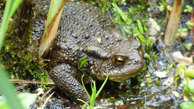 Crapaud-commun.JPG