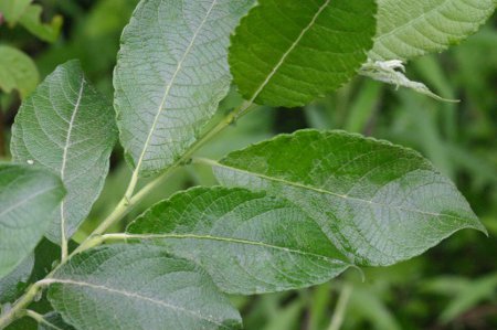 Salix appendiculata Großblatt Weide.JPG