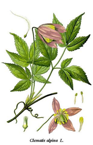 Image:Clematis_alpina.jpg