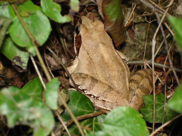 Grenouille agile Rana dalmatina Francois Bourdet BR.JPG