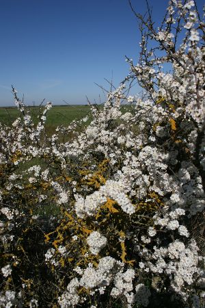 Haie champetre Moeze Prunus spinosa Nicolas MacaireBR.jpg