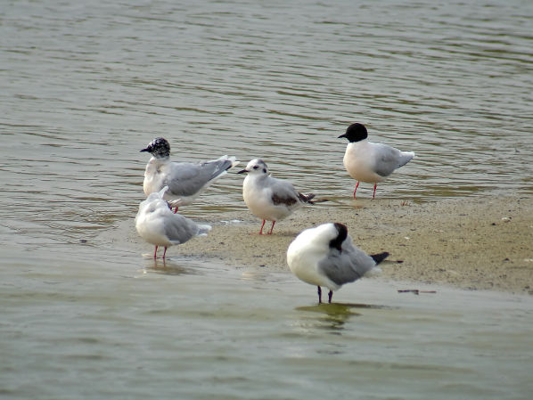 MOUETTE PYGMEE6073 BR.jpg