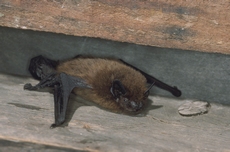 Pipistrelle commune RSPB images 1006943.jpg