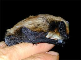 Pipistrellus savii.jpg