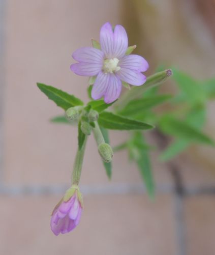 Fleurepilobedesmontagnes.jpg