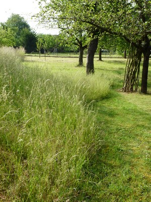 Herbes hautes.JPG