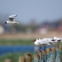 Mouette rieuse Larus ridibundus JJ Carlier 0916b BR.jpg