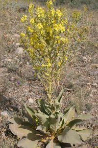 Image:Bouillon_blanc_Verbascum_thapsus_Turquie_Nicolas_Macaire2922_BR.jpg