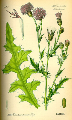 Image:Cirsium_arvense.jpg