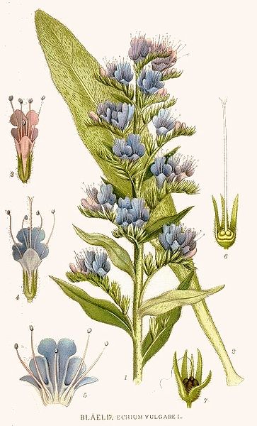 Echium vulgare 2.jpg