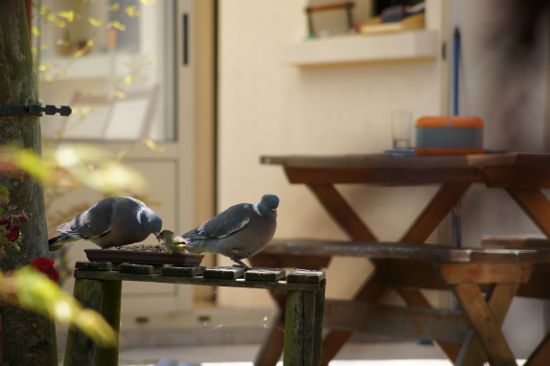 Pigeons ramiers Yves Gourmelin.JPG