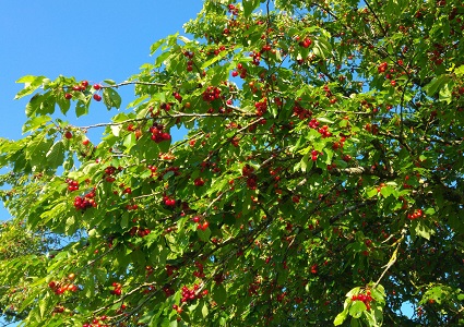 Cerisier regorgeant de fruits, Refuge LPO Le Verger, Bouresse 86.jpg