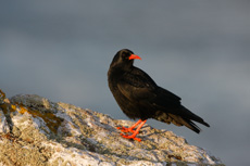 1040490 rspb images.jpg