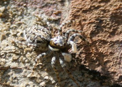 Araignee chasseuse Salticidae genre Sitticus sp 1 Nicolas MaBR.jpg