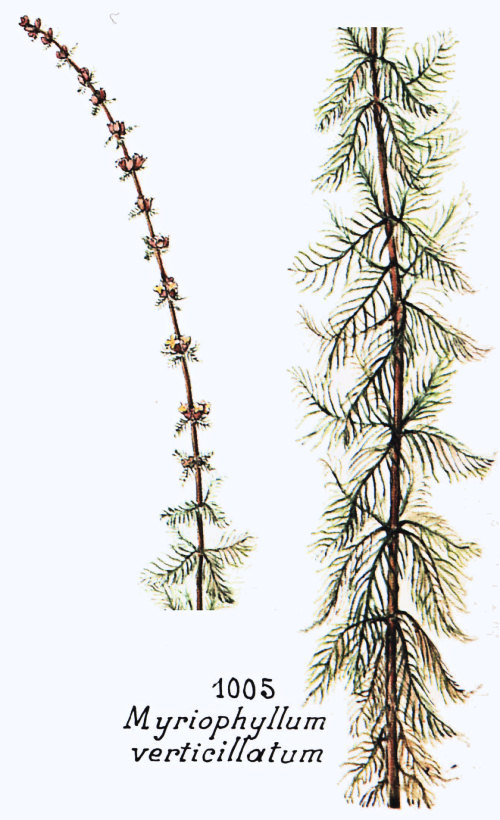 Image:Myriophyllum_verticillatum.jpg