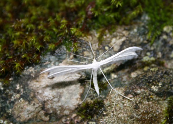 Pterophore blanc Pterophorus pentadactylus Kackar Nicolas Macaire3066.jpg