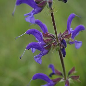 Image:Sauge_des_pres_Salvia_pratensis_Nicolas_Macaire4207BR.JPG