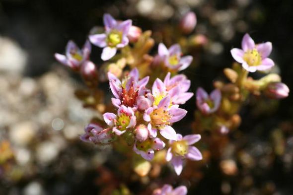 Image:Sedum_villosum_BR.JPG