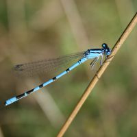 Agrion porte-coupe Enallagma cyathigerum N Macaire 2 BR.jpg