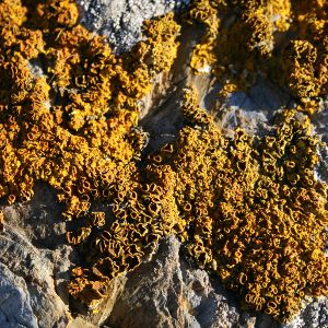 Image:Lichens_1_N_MacaireBR.jpg