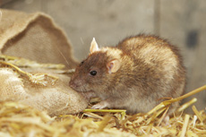 Rat gris RSPB images 1054740.jpg