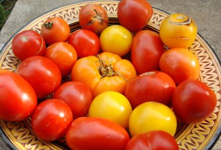 Tomates Rodolphe Lelasseux.jpg