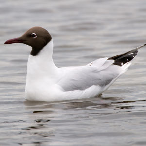 Image:Mouette_rieuse_Larus_ridibundus_JJ_Carlier_3969_BR.jpg