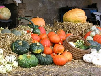 Image:Reseau_Cocagne_legumes_bio_BR.JPG