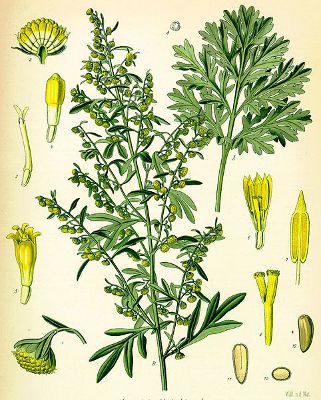 Image:Artemisia_absinthium.jpg