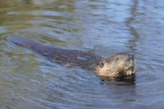 Image:Castor_d'Europe_RSPB_images_1002302.jpg