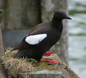 Guillemot a miroir wikipedia.jpg