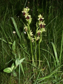 Ophrys-a.JPG