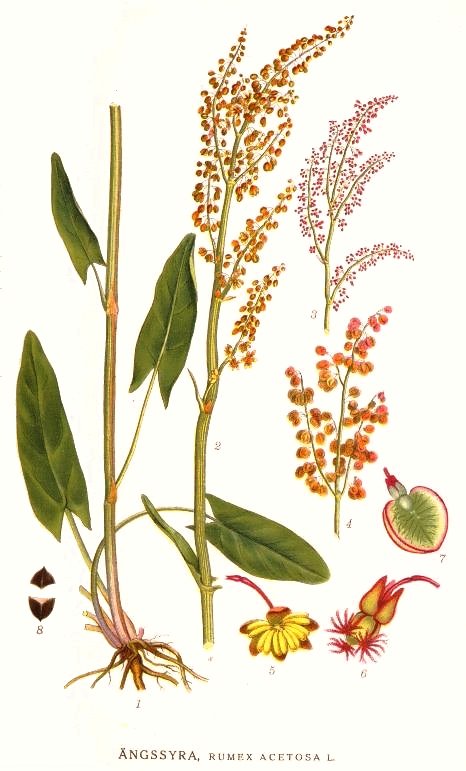 Image:Rumex_acetosa.jpg