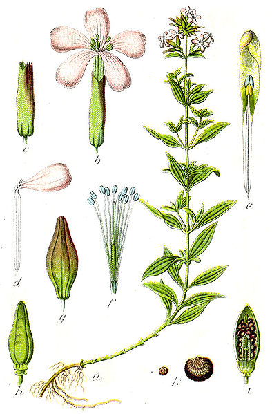 Image:Saponaria_officinalis.jpg