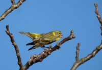 Image:Serin_cini_male_Ch_Aussaguel_2_BR.JPG