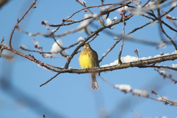 Image:Bruant_jaune_Emberiza_citrinella_Pierre_Noel_BR.jpg