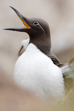 Guillemot troil.jpg