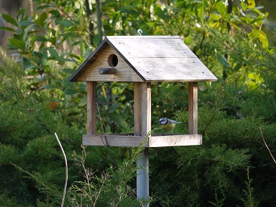 Mésange bleue, Oiseaux du jardin, Refuge LPO Le Verger (12).jpg