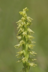 Image:Orchis_musc_RSPB_images_1031855.jpg